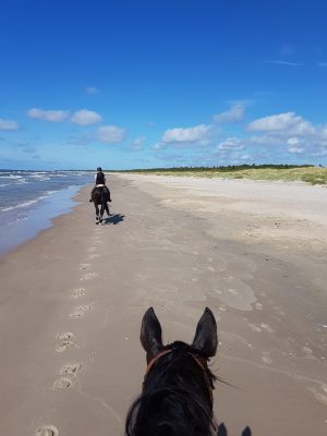 paarden op het strand