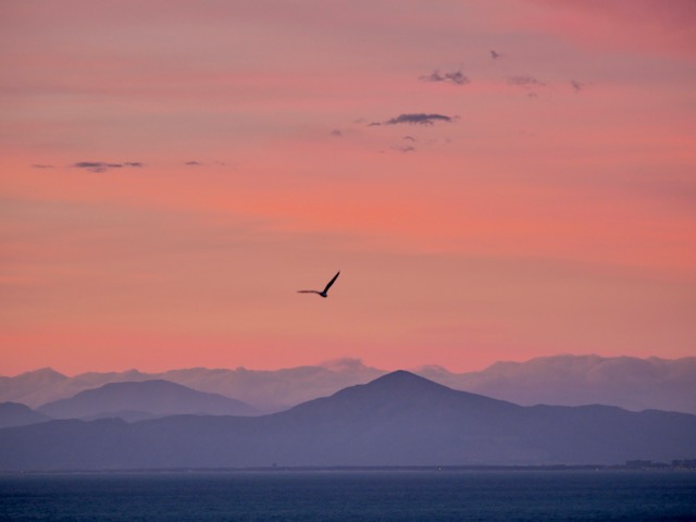 vogel met ondergaande zon procida