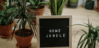 Hoe kun je het best planten stijlen in de woonkamer Hoe kun je het best planten stijlen in de woonkamer