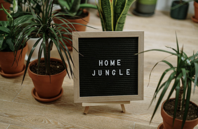 Hoe kun je het best planten stijlen in de woonkamer