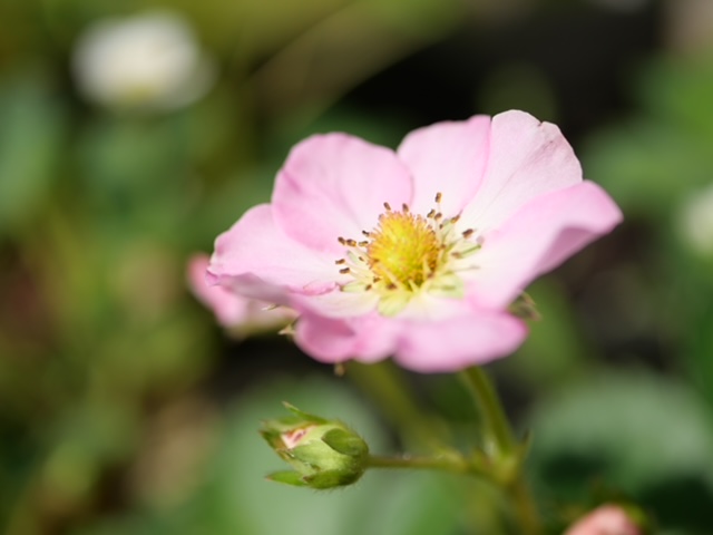 aardbeienbloem roze