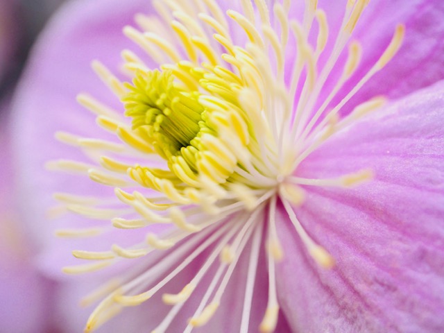 macro clematis