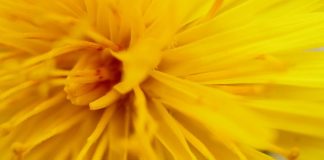 Foto weekoverzicht Judith #433 macro zonnebloem