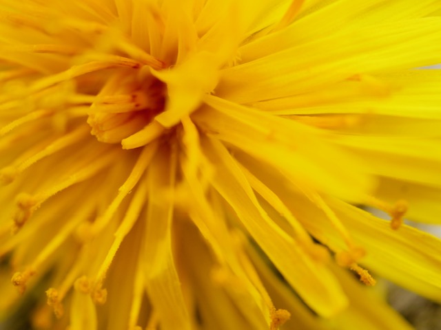 macro zonnebloem