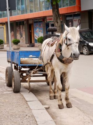 paard en wagen albanie