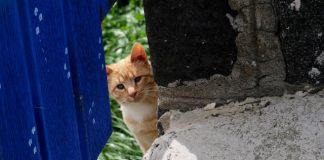 Zoek jij een cadeau voor een dierenliefhebber? poesje procida