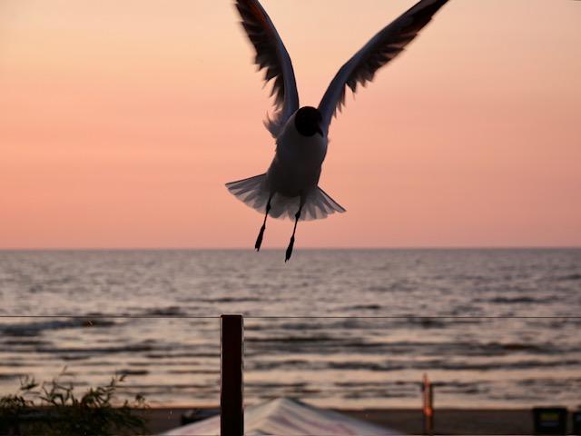 meeuw jurmala