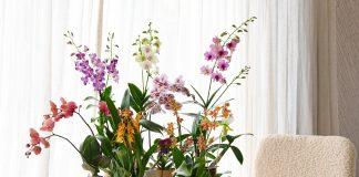 Hoe kun je het langst genieten van orchideeën? Trend orchideeen in groepjes plaatsen