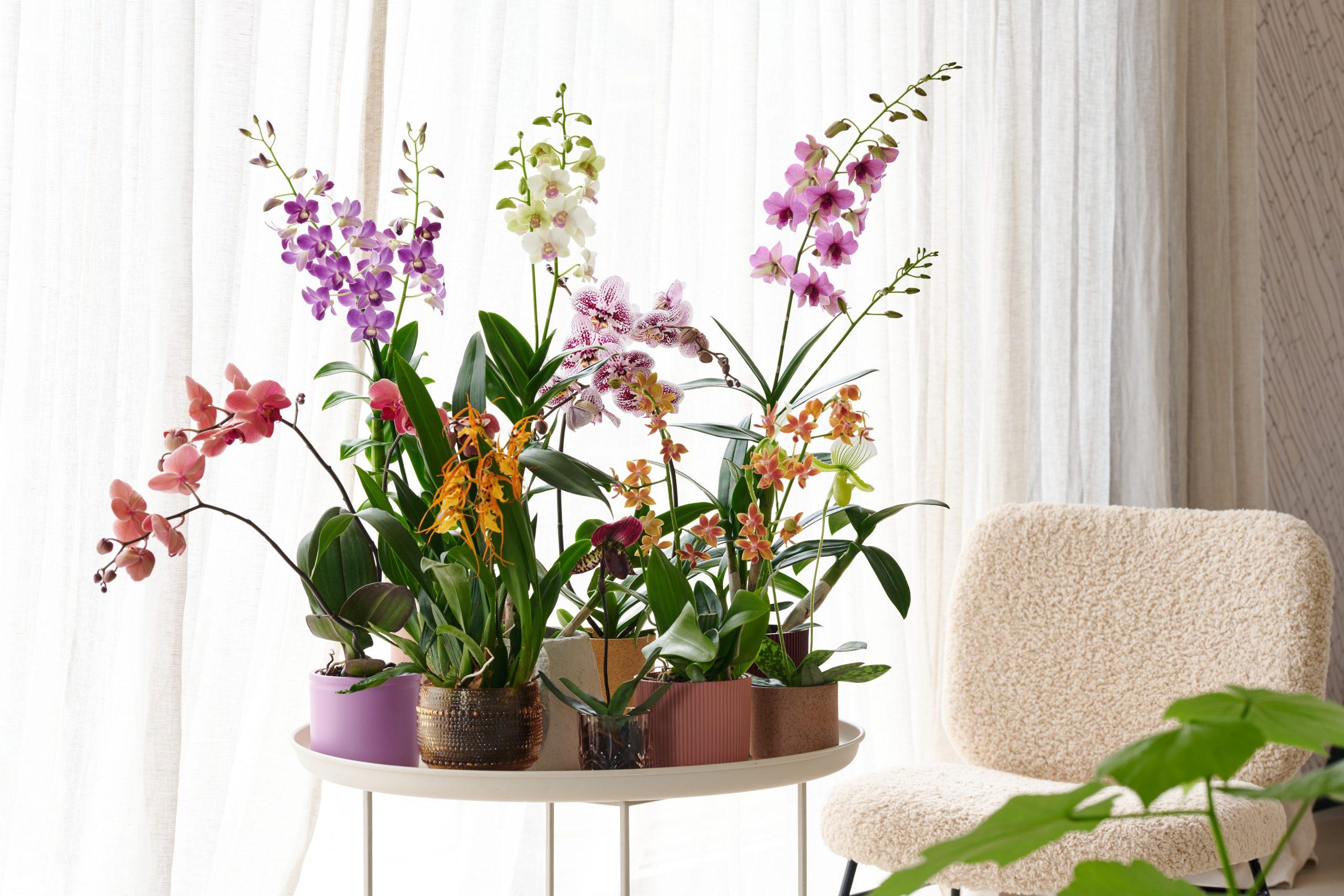 Trend orchideeen in groepjes plaatsen