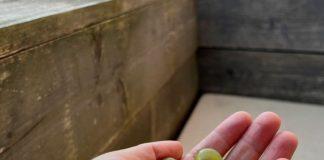 Foto weekoverzicht Judith #451 druiven uit eigen tuin