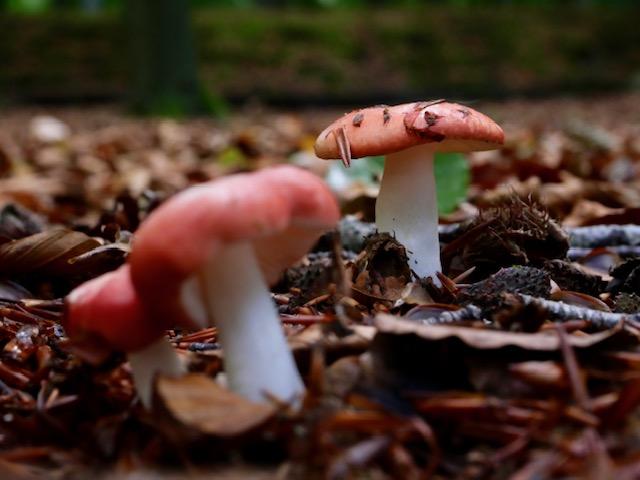 rode paddenstoelen herfst 2023