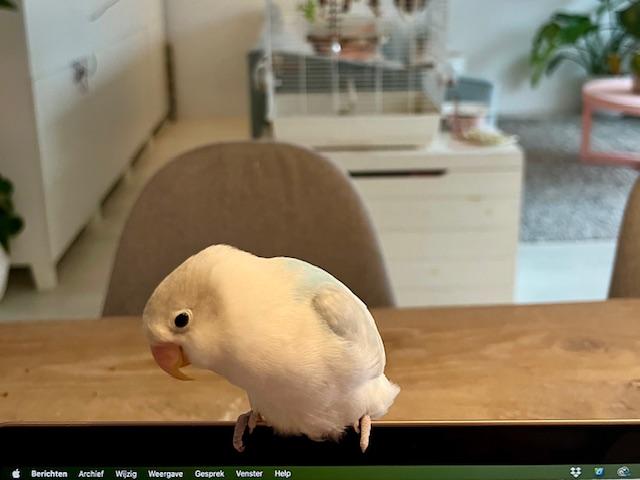 nieuwsgierige pip op de laptop