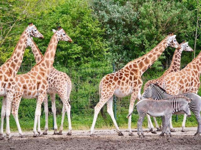 giraffen beekse bergen