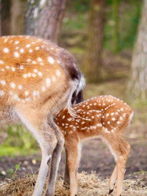 hertjes beekse bergen