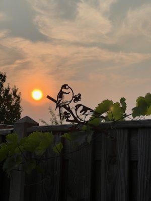 zon en vogeltjes