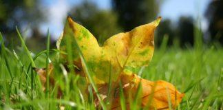 Foto weekoverzicht Judith #507 herfstblad