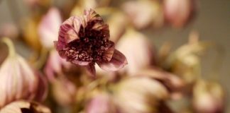 Heb jij je uitvaart goed verzekerd? droogbloemen