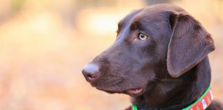 De nieuwste trends in de wereld van de hondenhalsbanden halsband