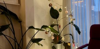 Foto weekoverzicht Judith #516 kerstboom2024