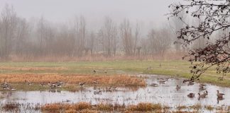 Foto weekoverzicht Judith #522 wetlands