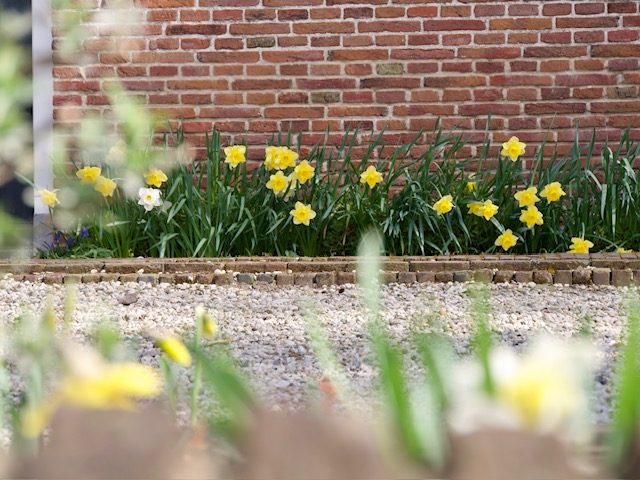 narcissen maart 2025