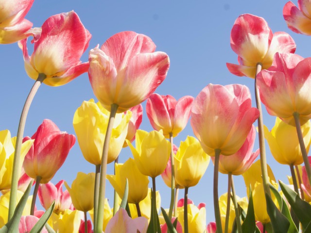 Tulpen 2025