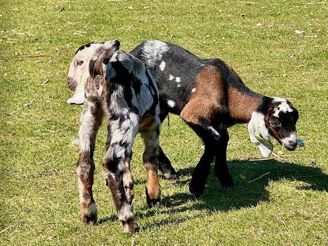 geitjes