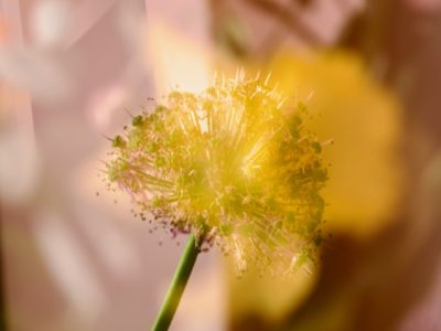 multibelichte bloem