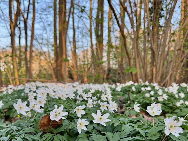 witte bloemetjes op de grond