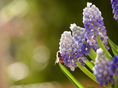 blauw druifje met bij