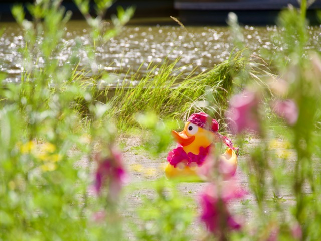 eendje tussen de bloemen