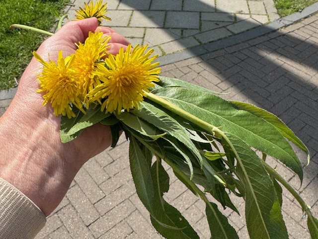 paardebloemen konijntjes