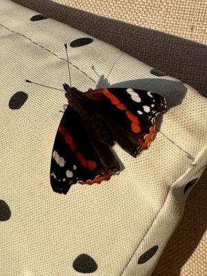 vlindertje