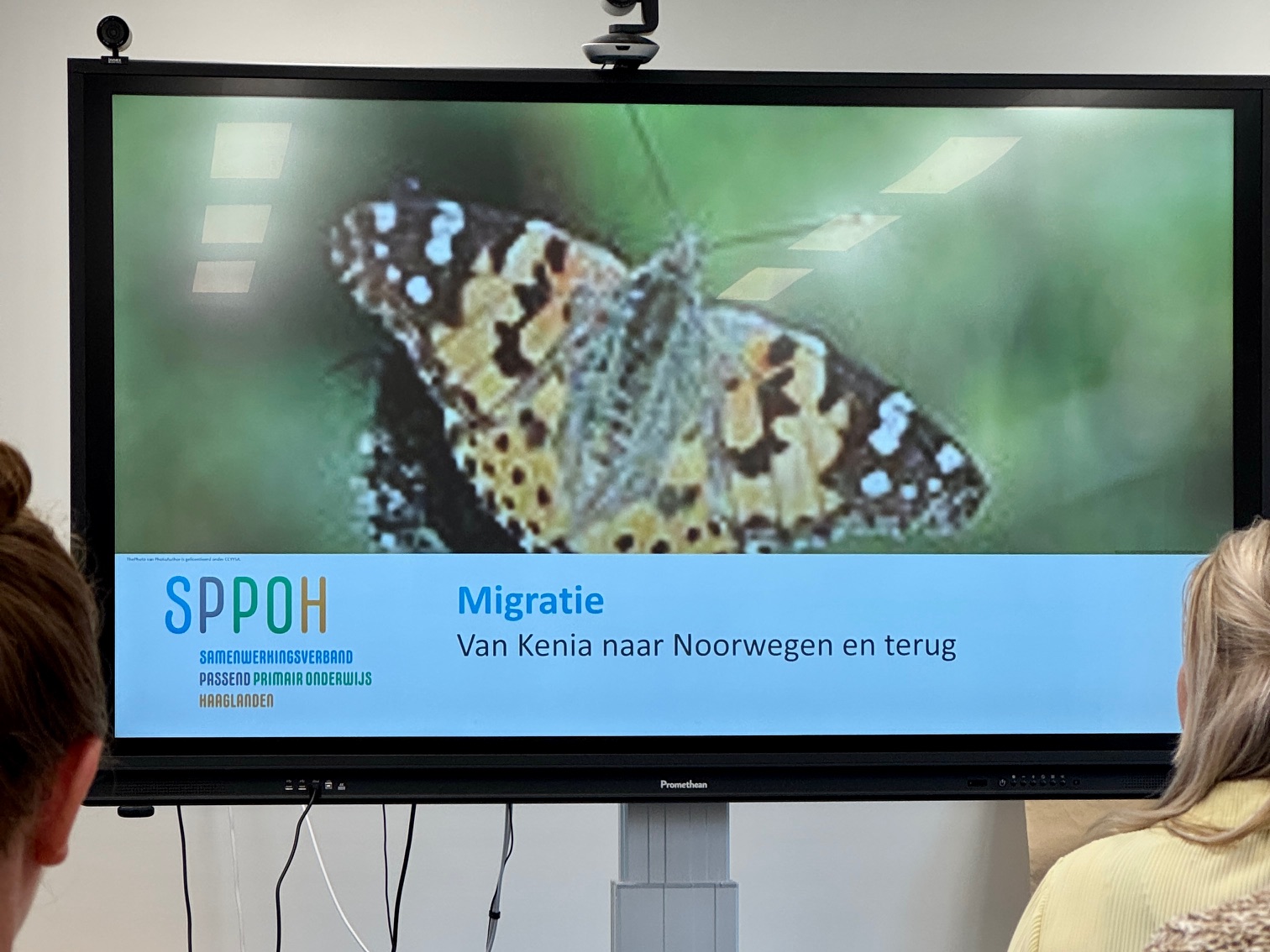 migratie distelvlinder