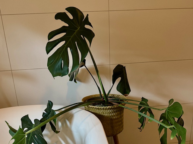 monstera 