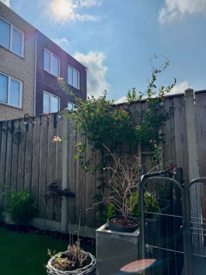 tuin juli 2025