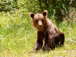 Foto weekoverzicht Judith #550 beertje in roemenie