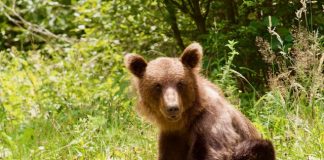 Foto weekoverzicht Judith #550 beertje in roemenie