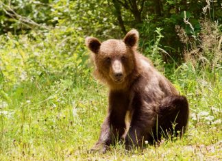 Foto weekoverzicht Judith #550 beertje in roemenie