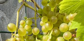 Foto weekoverzicht Judith #552 druiven aug 2025