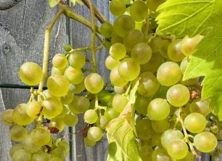 Foto weekoverzicht Judith #552 druiven aug 2025