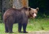 Vakantie met kinderen in Roemenië: beren, stranden en verborgen parels wilde beer in Roemenië langs de weg
