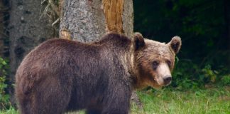 Vakantie met kinderen in Roemenië: beren, stranden en verborgen parels wilde beer in Roemenië langs de weg