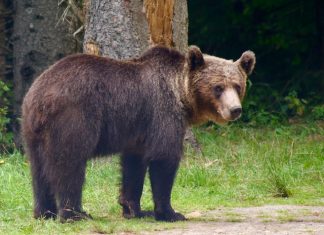 Vakantie met kinderen in Roemenië: beren, stranden en verborgen parels wilde beer in Roemenië langs de weg