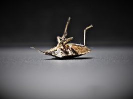 Wat als je nachtrust je ‘sparkle’ steelt? bedwants