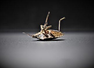 Wat als je nachtrust je ‘sparkle’ steelt? bedwants