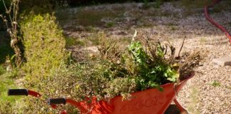 Foto weekoverzicht Judith #557 rode kruiwagen met bloemen