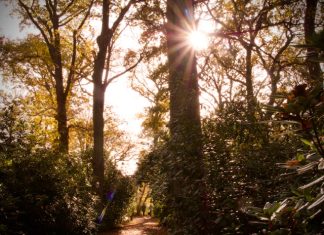Foto weekoverzicht Judith #563 bos met herfstzon