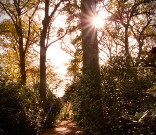 Foto weekoverzicht Judith #563 bos met herfstzon