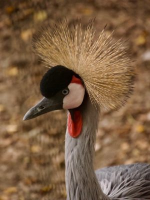 Een mooie vogel in Schmiding Zoo in Bad Schallerbach